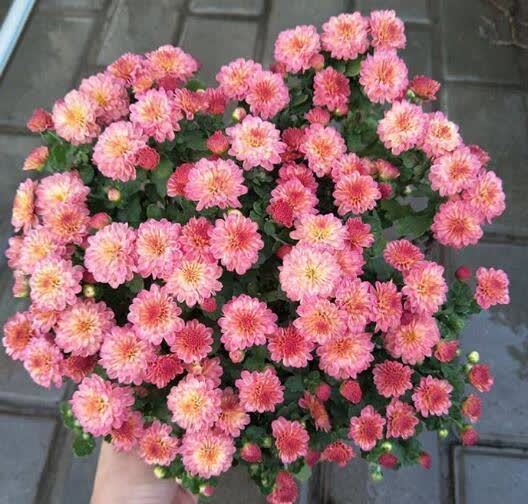 “聪明人”喜欢养的5种花,真能减少病菌吗?养之后:想多养几盆