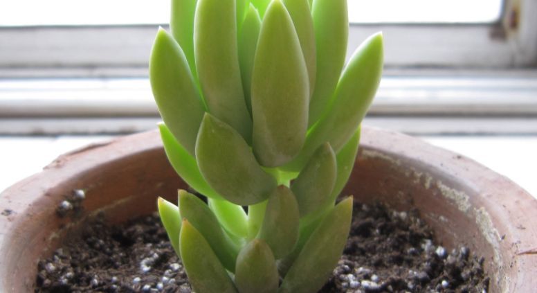 菌灵|不要觉得给多肉“砍头”残忍!养千佛手,“切几刀”小崽爆满盆