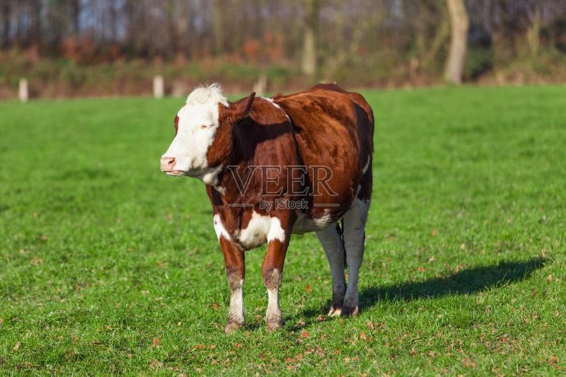  主题|牛年主题创意线描第二篇：利用牛年元素进行创作主题绘画