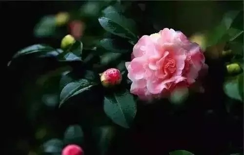 瑞香花|全国56市市花,太美了