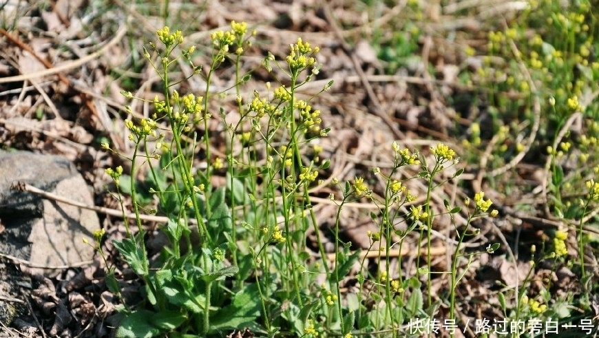 农村这种野草开小花,具有祛痰平喘的功效,很多人见过却不认识!