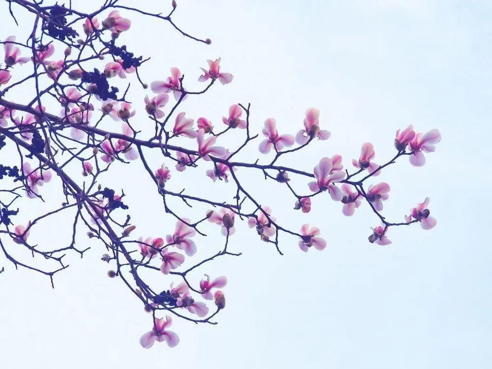 老年|春暖花开!阜城第一波春色来啦~