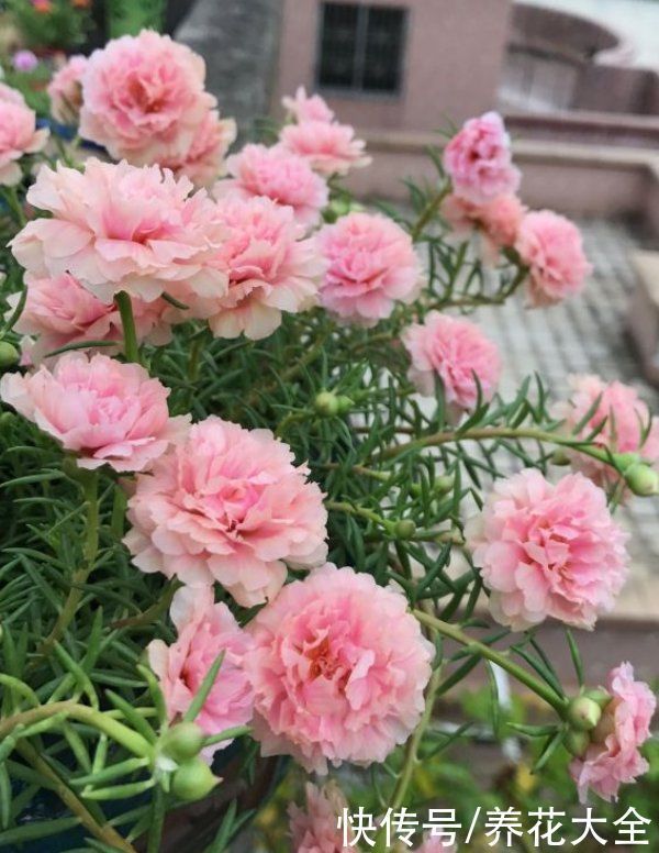 桂花树|家里有院子的一定要养这4种花,庭院秒变花园,芳香四溢