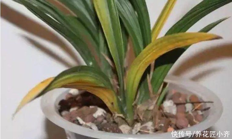 养兰花要学会“观察”，发现叶片上的5个“求救信号”，及时施救