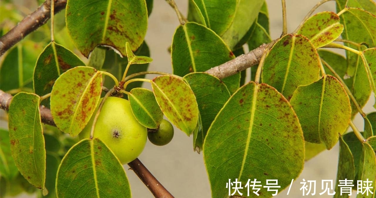 剧毒|毒番石榴树有多毒,摸都摸不得,在树下躲雨都能中毒