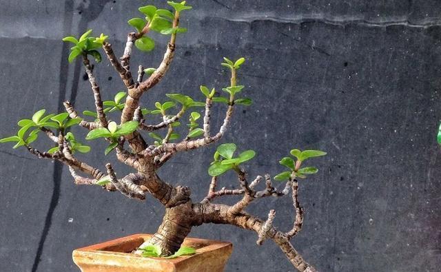 苍劲|金枝玉叶这么养,枝干苍劲有力,造型漂亮颜值高,变成盆景价值大