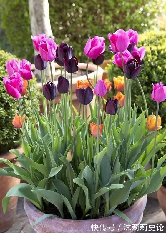 雨雪天冻不死的8种花,越冷越开花,冬天养一盆,喜庆又漂亮