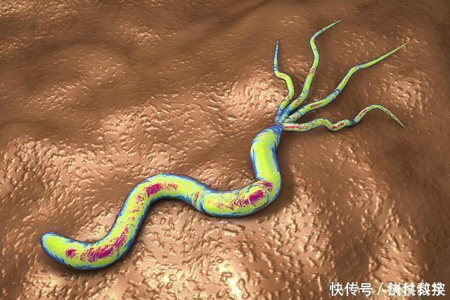 养胃|幽门螺杆菌“大冤家”，不是大蒜，常吃不仅除菌养胃，胃很舒服