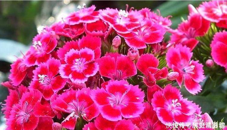 养人|4种花好养易活,旺财又养人,家里养一盆,满屋飘香