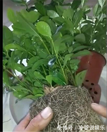 根系|新买的栀子花,黄叶掉花苞,猫腻全在花盆里,看一眼就明白