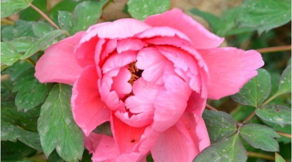  名言|老祖宗传下的3句名言，四十岁前读懂，少奋斗二十年