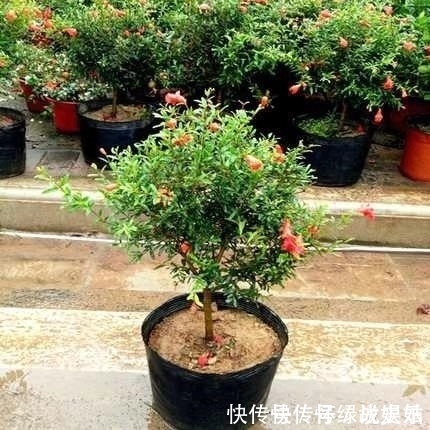 盆栽|此花养家里,年年都开花,红红火火好运来,比绿萝好看10倍