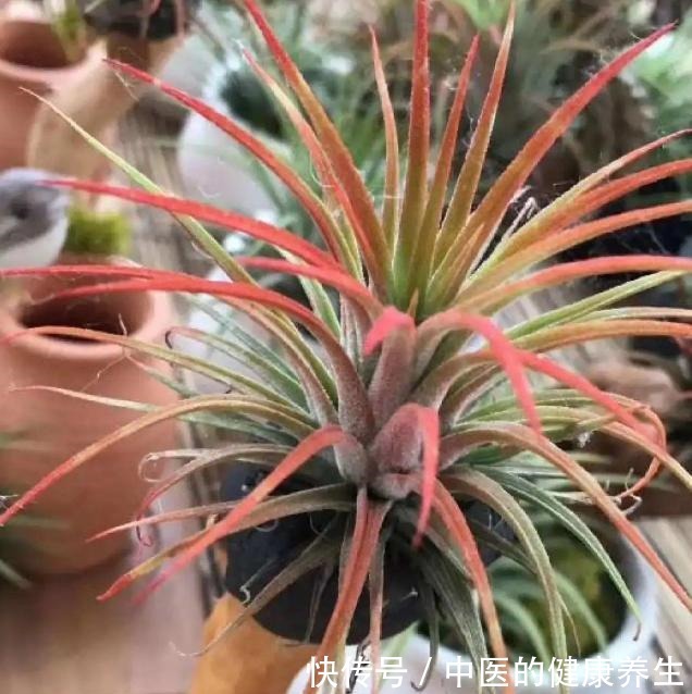 到了冬天捡些它们,开水烫烫、捂捂来养花,比肥强!