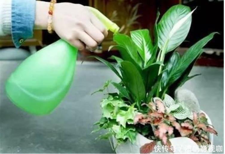 浇水|早上、中午、晚上浇花“区别大”难怪总是养不好花,要这样浇!