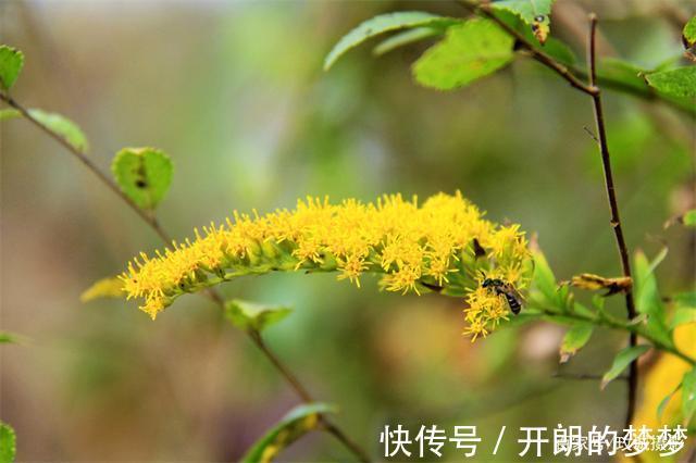 外来物种入侵济南！“加拿大一枝黄花”现身平阴河边