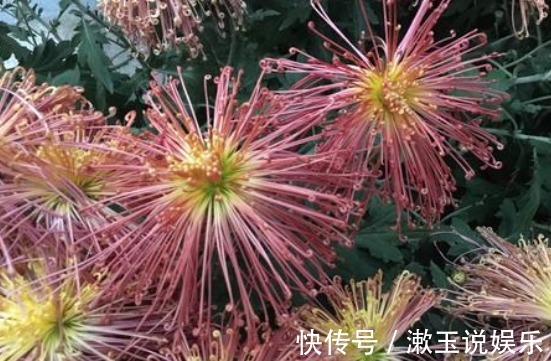 新手养花就养一盆“泉乡火花”，花姿优美，高贵典雅，适合盆栽养