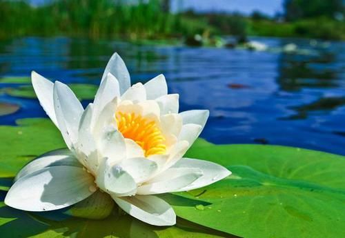 荷花和莲花不是同一品种？学会几个小技巧轻松辨别，涨知识