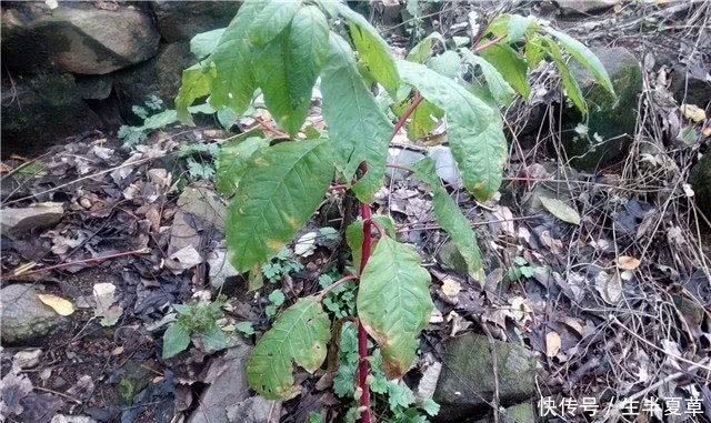 农民朋友注意了，这种植物没有一点营养，而且还有毒！不要随意吃