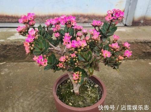 老妈养兰3年的长寿花,长成“巨无霸”老桩,开成大花球!