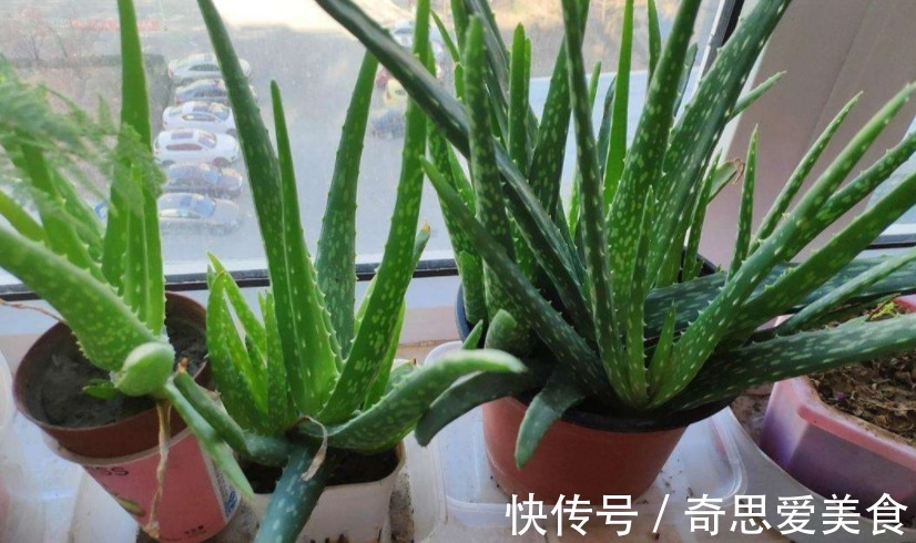 这3种常见植物最懂得“感恩”,人养着它,它则守护着主人的健康