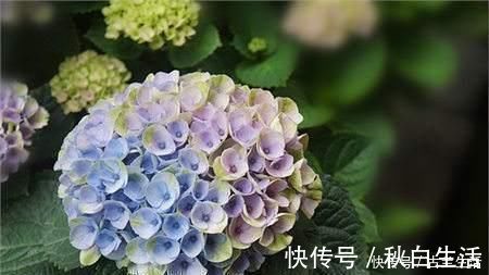 养花|鸡蛋壳养花，用对了才是好花肥，出错了就烂根，养一盆死一盆！