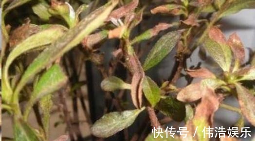 蓝妖|月季花杜鹃花栀子花总是养不活教你一招，连开3个月！