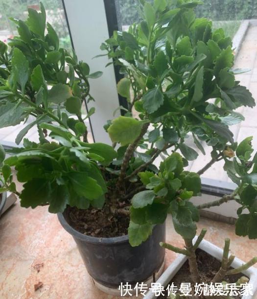 修剪|绿萝、吊兰不要再养了，养上4种花，美感更足，还格外的富贵