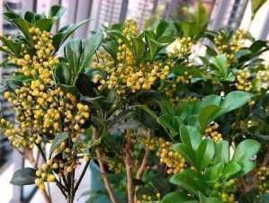 阳台|3种花养在阳台直接美爆,不怕晒,不怕热,繁花似锦,花美心情好