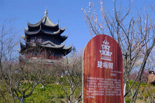 周末赏花攻略①｜小雨中赏樱有别样美，普陀区有一条市花路，陈云故居里“住”着一棵百年白玉兰