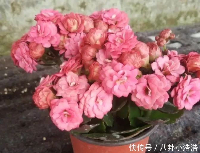 花期|45种长寿花,个个都是高颜值,家里养几盆,美得移不开眼