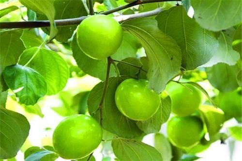 维生素c|女性不想显老,常吃三种食物,减肥排毒,养颜抗衰好处多多