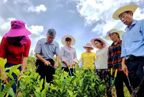 纳雍|毕节纳雍：把茶叶种到了2300米的山巅