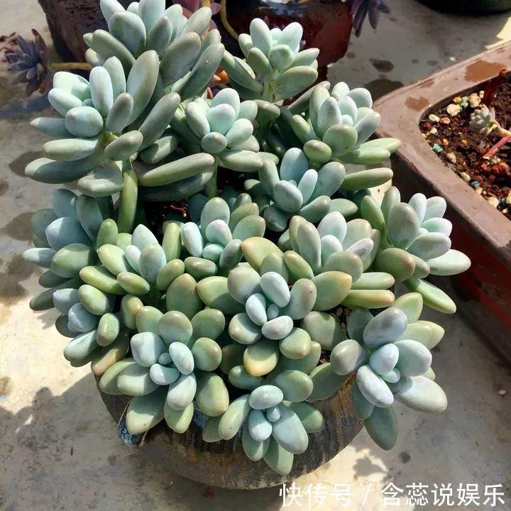 坛子|他用菜坛子种多肉,1分不花,呼呼长成“大米饭”!
