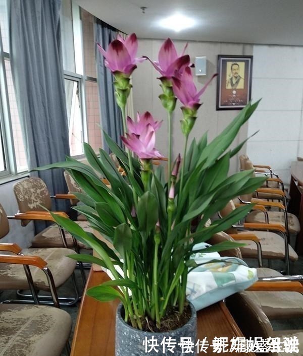 此花是世界名花,花朵超漂亮,花期长,养护简单,室内盆栽也可以!