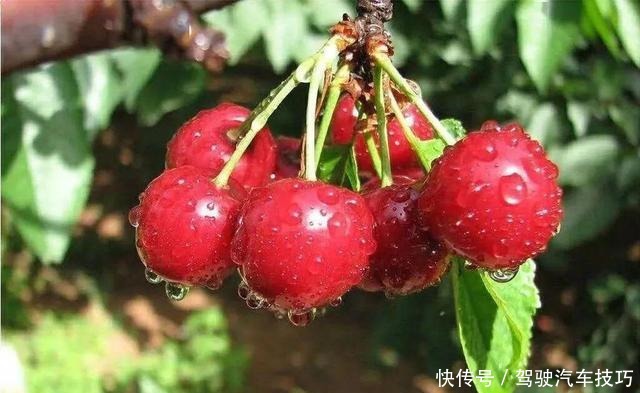 车厘子的双J,JJJ,JJJJ都是什么意思!