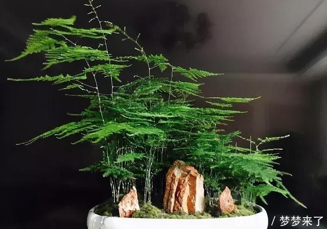 兰花|4种“高贵花”,冬天砰砰开花,家里养一盆,富贵大气“有面子”