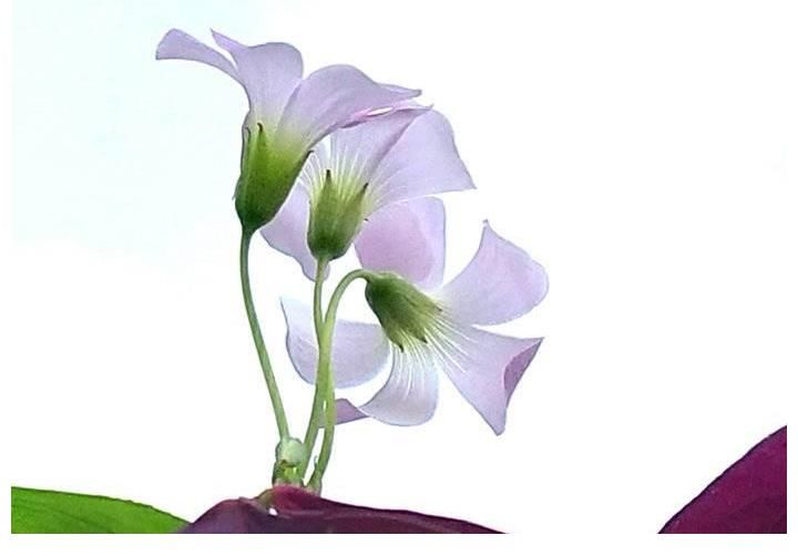 富贵|晴开夜合，美丽富贵的紫叶酢浆草花开了