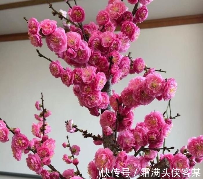 鸢尾花|4种“女神花”，名字好听花更美，越养越上瘾，你养了吗？