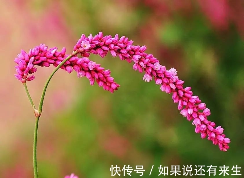 红蓼花!成束之美!难得一见!