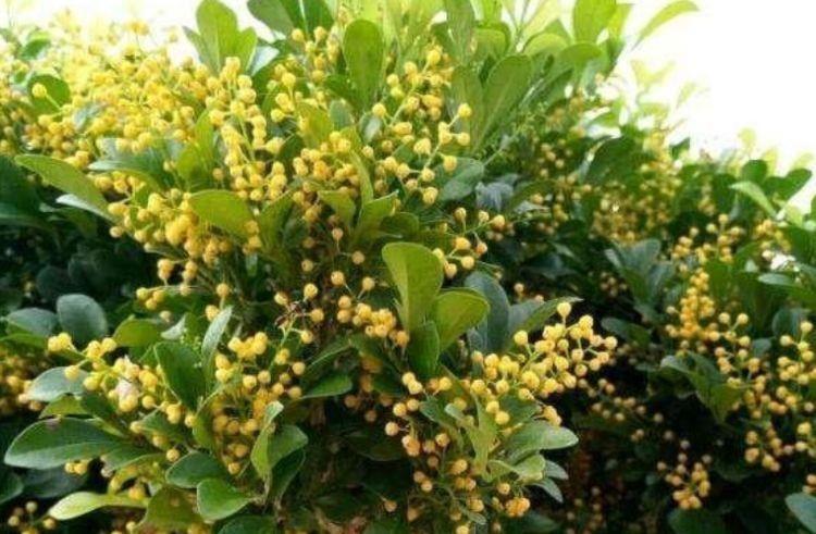 4种花寓意超好的,颜值非常高,财源滚滚,招财进宝