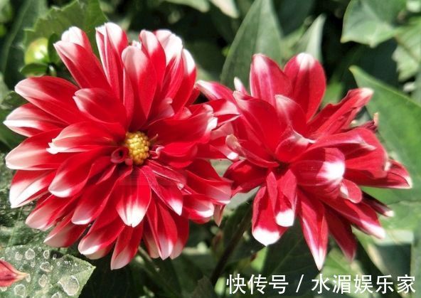 小丽菊|喜欢玫瑰 ，就试试“玫瑰精品”土星王阳台，丰腴婀娜，姿容高雅