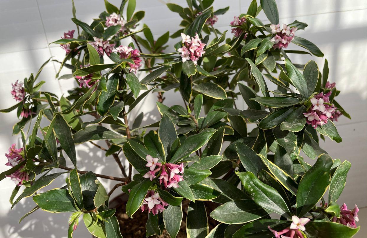 冬季养金边瑞香,做好2步很关键,过冬很顺利、花多香浓