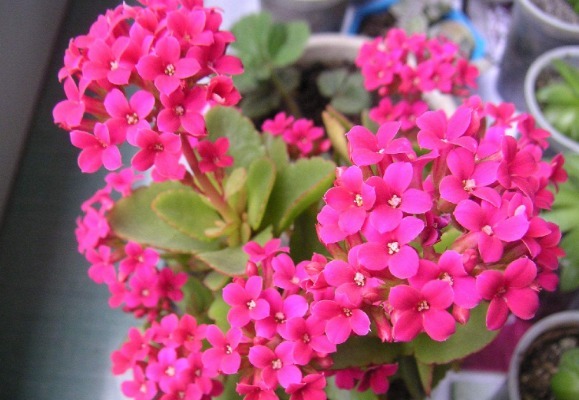 养长寿花、天竺葵的小技巧,学会了让长寿花花开爆盆!