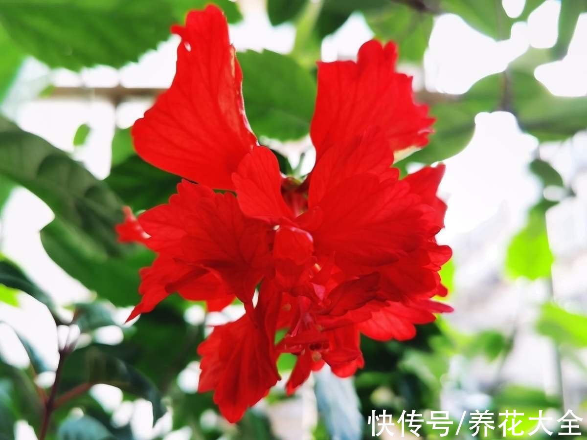 4种花名字“不吉利”，我却偏偏爱养，就怪开花太美丽