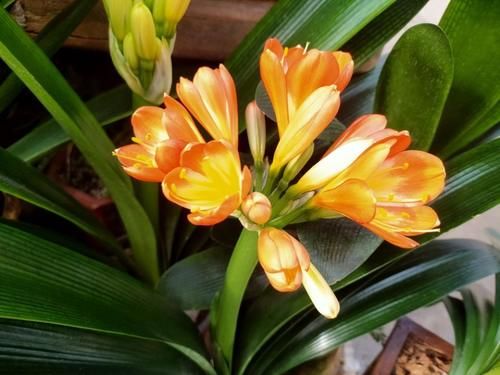 君子兰不长新叶，养护方法问题，及时补救，让君子兰恢复生机