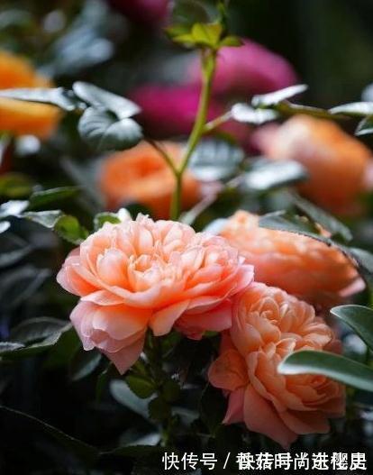 月季|欧月为什么这么受人欢迎,它跟普通月季有什么不一样,今天来说说