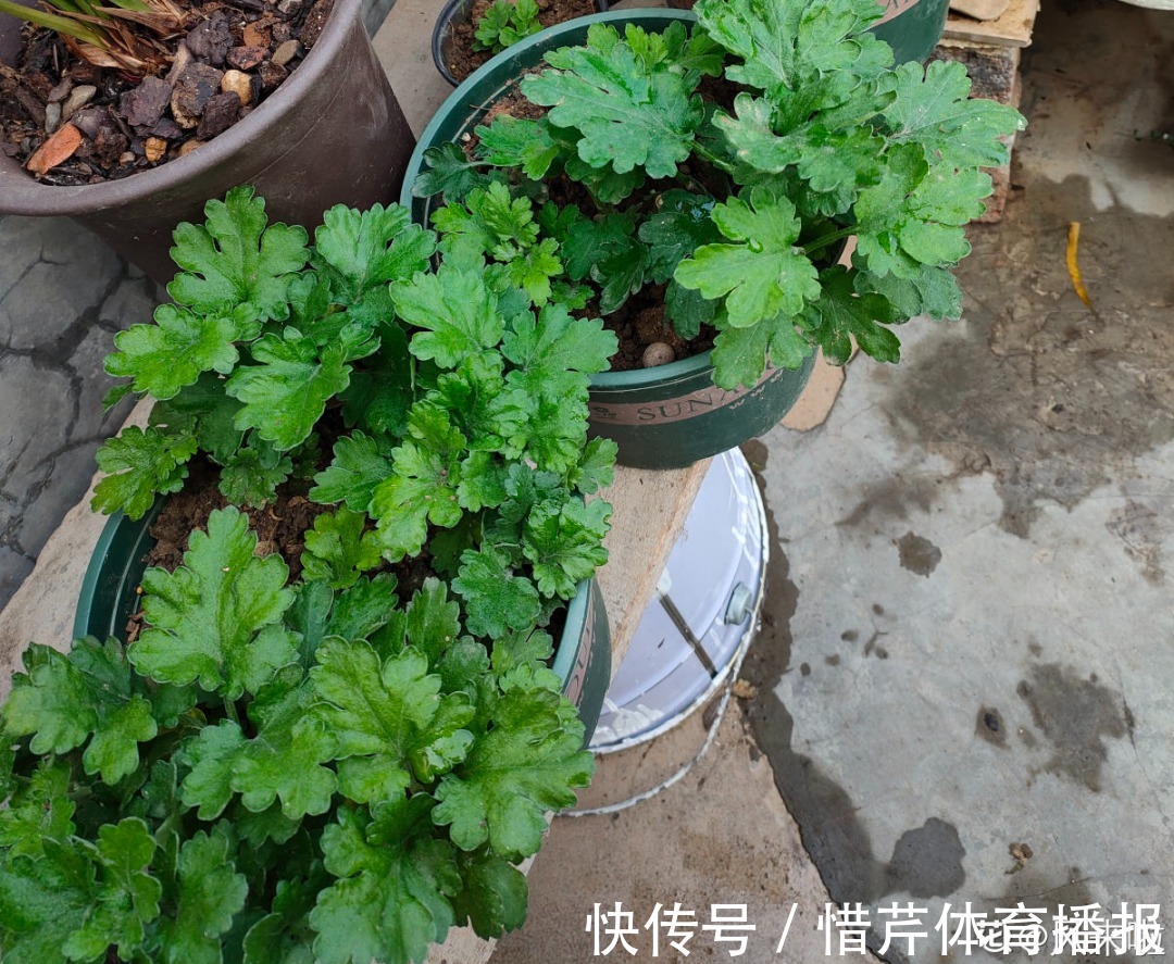 9个开花劳模，施肥不能停，不然越养越差劲