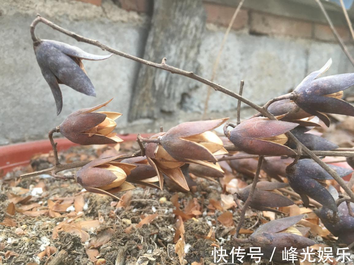 香铃子|香椿树上结的果实叫啥名有人花钱去农村收集,有什么用吗