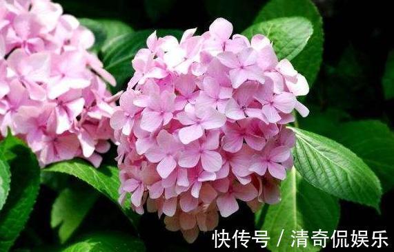 速度|想要绣球花秋季也能复花，需要做好几件事，生长速度快开花大