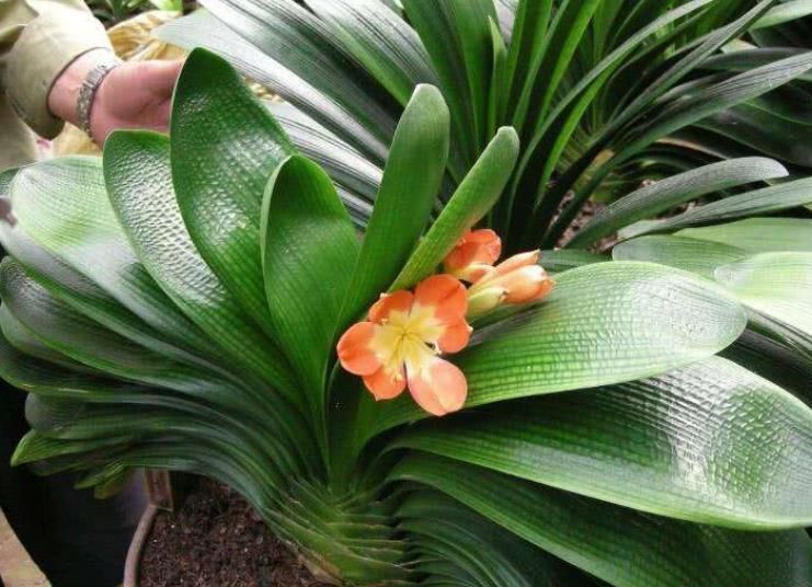 家里“2种垃圾”别丢了,用来养君子兰,叶片花苞嗖嗖长